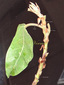  Branch bearing subpersistent stipules